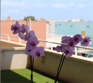 Trasplantar Orquídeas a Jarrones de Cristal: La Elegancia de la Decoración Floral