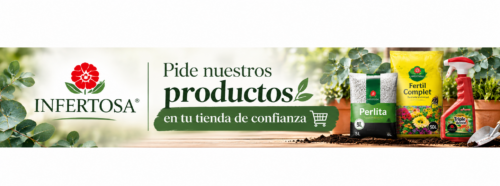 Cómo cuidar los eucaliptos en maceta