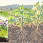 La importancia de un buen sustrato para el cultivo